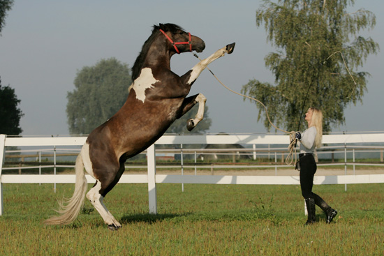 pferdeHORSE4